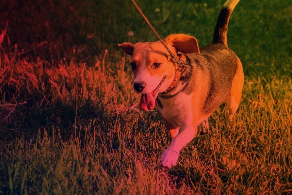 Encourage employees to bring dog to work (1)